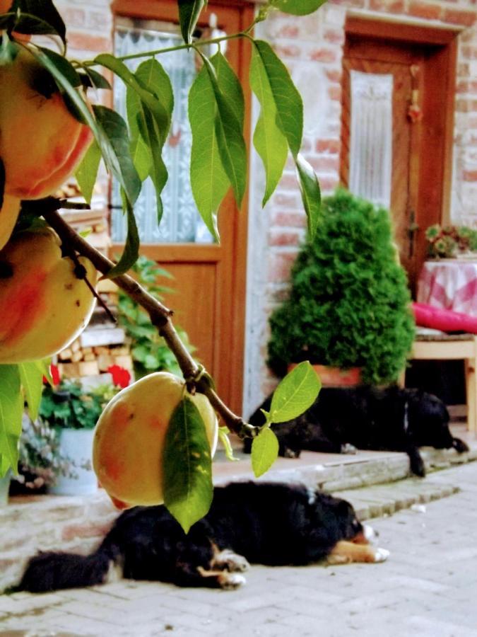Hotel Mives Vendeghaz Pogány Zewnętrze zdjęcie